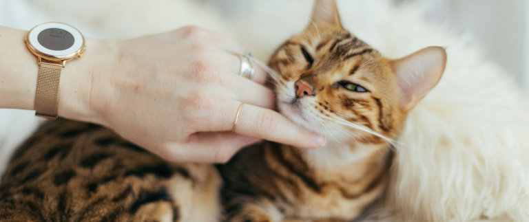Our favorite recipes and selections for pet treats